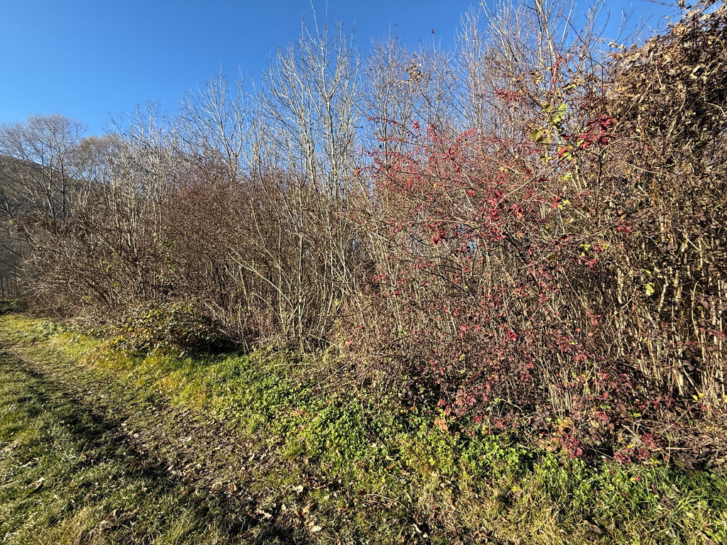 TERRENO AGRICOLO DI CIRCA 2.000 MQ
